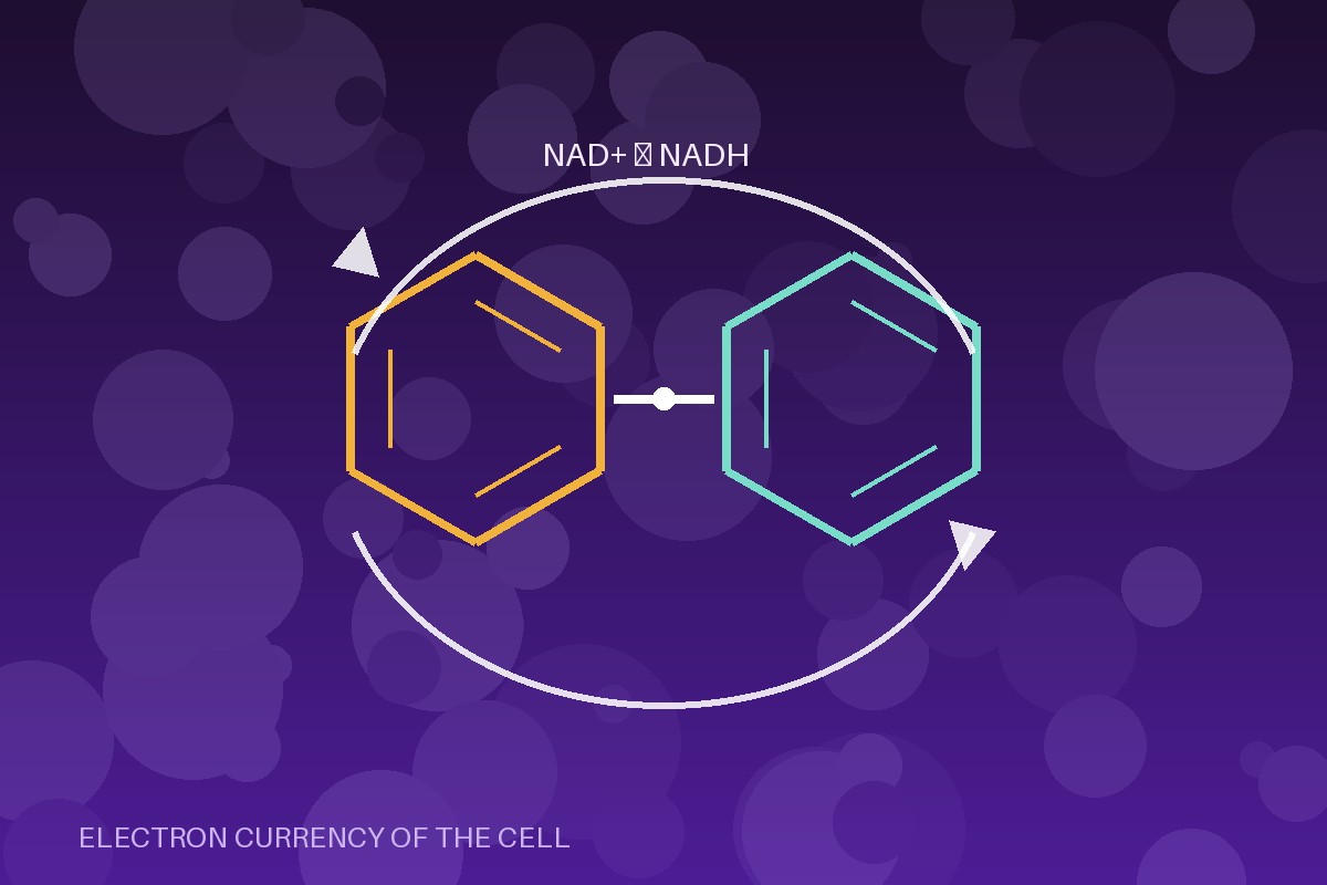 NAD+ redox cofactor cycling between oxidized and reduced forms — Panacea Bio Chem